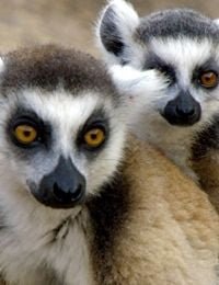 Land of Primates