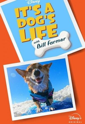 It's A Dog's Life